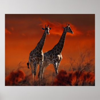 Giraffe Series From South African Wild Life Poster by laureenr at Zazzle