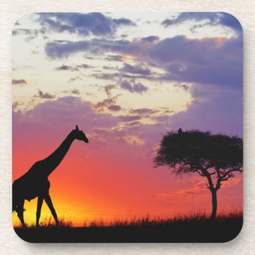 Giraffe silhouetted at sunrise Giraffa Drink Coaster
