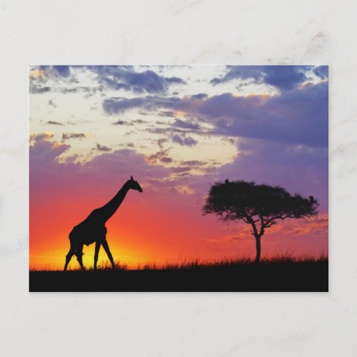 Giraffe silhouetted at sunrise Giraffa Postcard