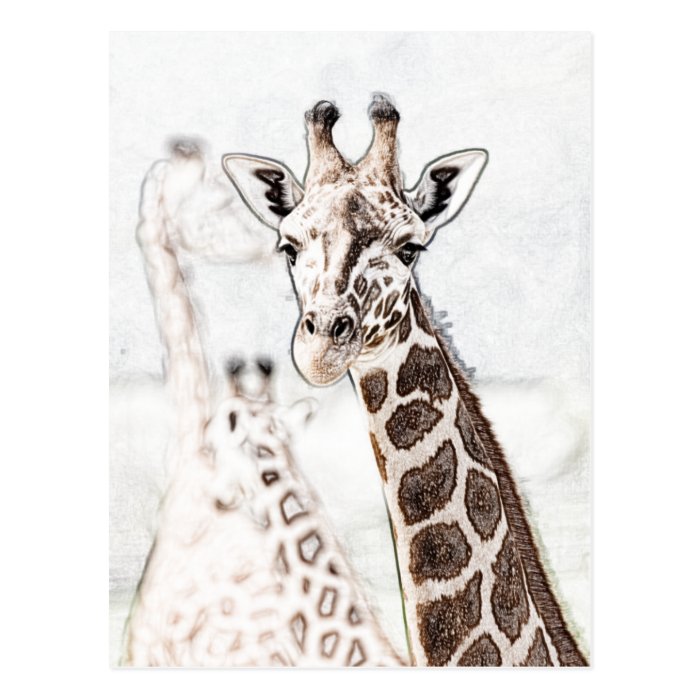 Giraffe Sketch Post Cards