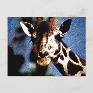 Giraffe Sketch Postcard