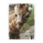 Giraffe Snack Postcard