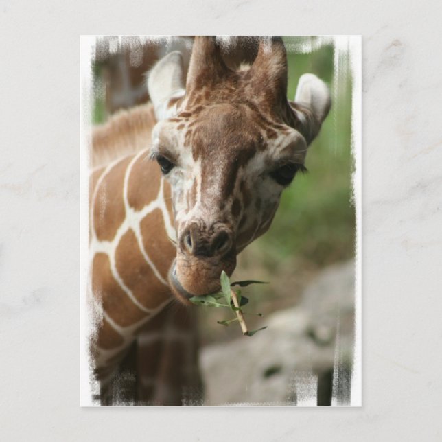 Giraffe Snack Postcard (Front)