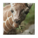 Giraffe Snack Tile