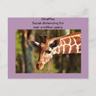 Giraffe Social Distancing Six Feet by Funnycomb Postcard