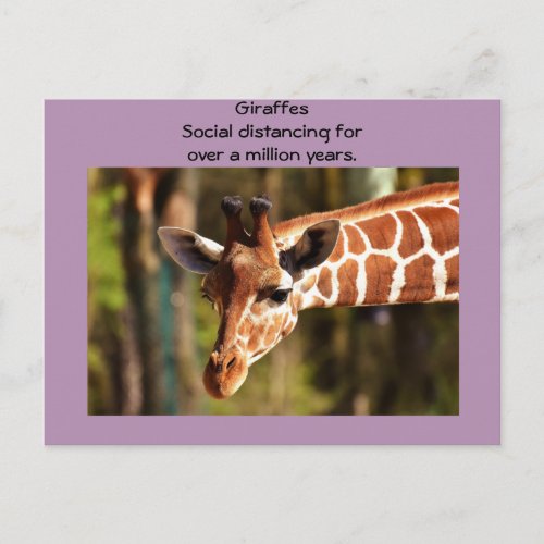 Giraffe Social Distancing Six Feet by Funnycomb Postcard