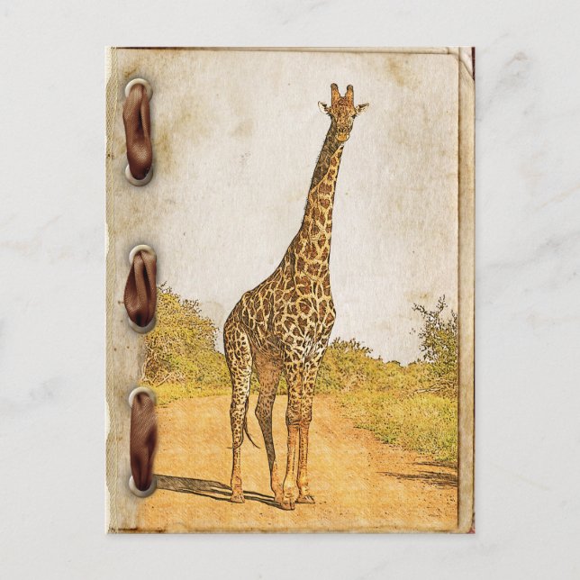 Giraffe, South Africa Postcard (Front)