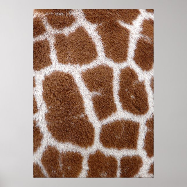 Giraffe Spots Poster (Front)