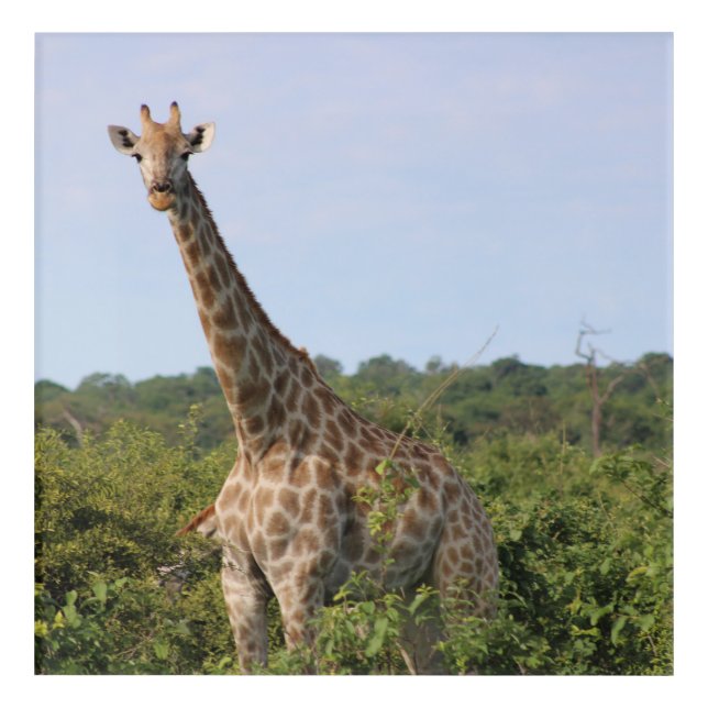 Giraffe Stare Acrylic Print (Front)