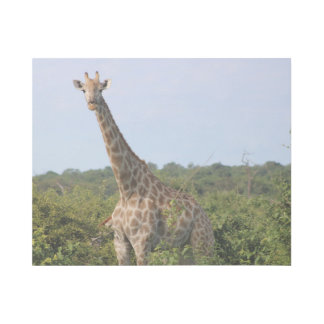 Giraffe Stare Gallery Wrap
