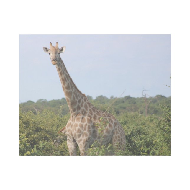 Giraffe Stare Gallery Wrap (Front)