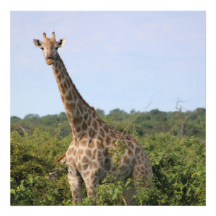 Giraffe Stare Photo Print