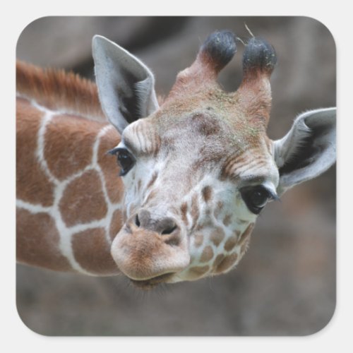 Giraffe  Sticker