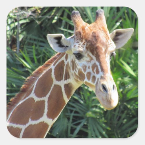 Giraffe Stickers