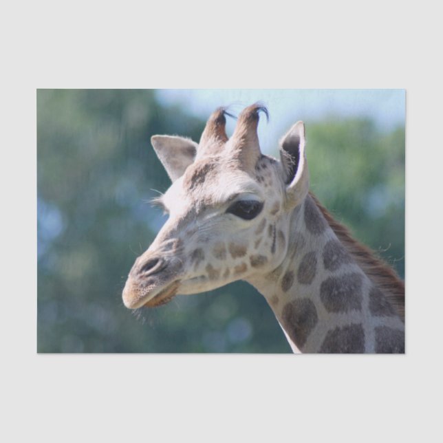 Giraffe Tissue Paper (Front)