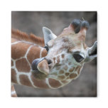 Giraffe Tongue Magnet