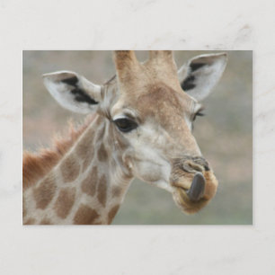 Giraffe Tongue Postcard