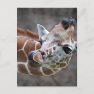 Giraffe Tongue Postcards