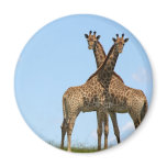 Giraffe Twins  Magnet