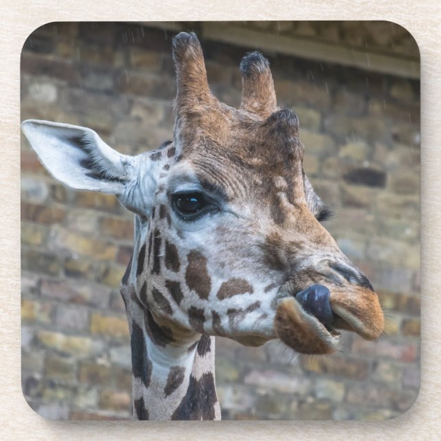 Giraffe up close coasters (Front)