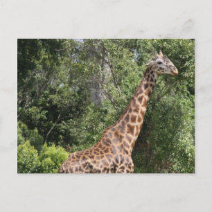 giraffe walk postcard