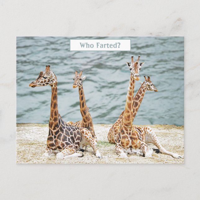 Giraffe Water Fun Photo -  Four Giraffe's Sitting Holiday Postcard (Front)
