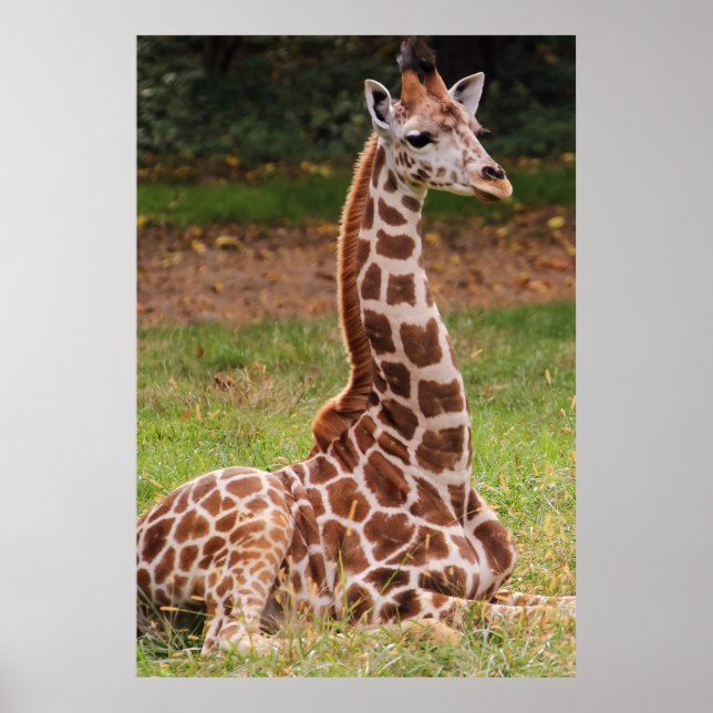 Giraffe Wildlife Animal Photo Poster (Front)