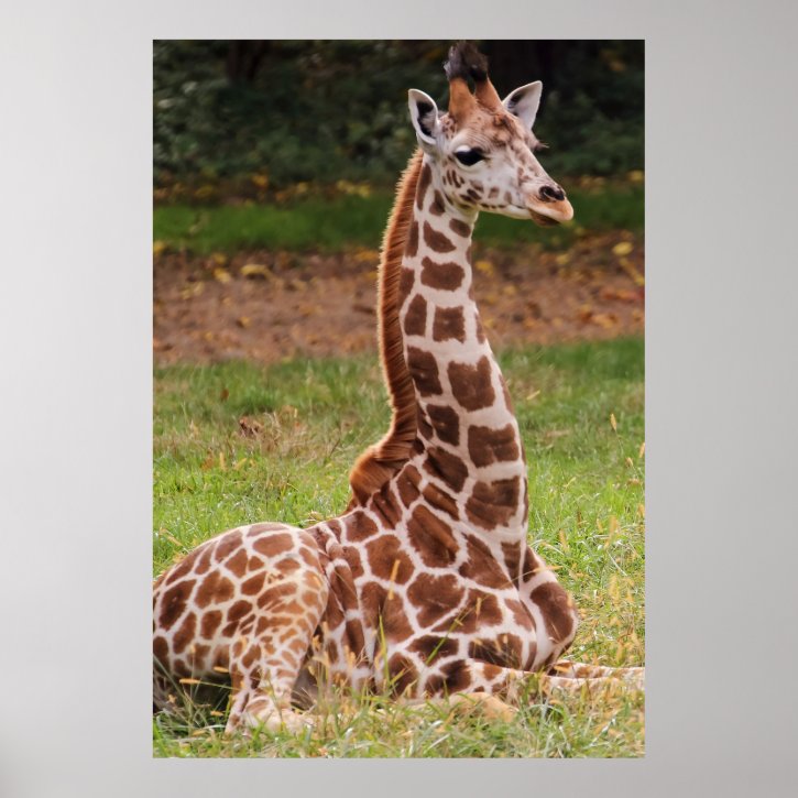 Giraffe Wildlife Animal Photo Posters