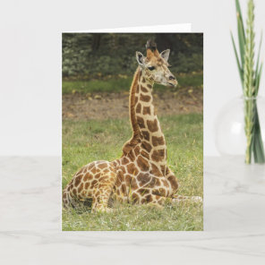 Giraffe Wildlife Card