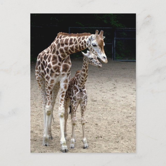 Giraffe with child postcard (Front)