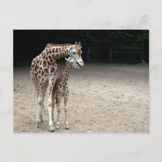 Giraffe with child postcard