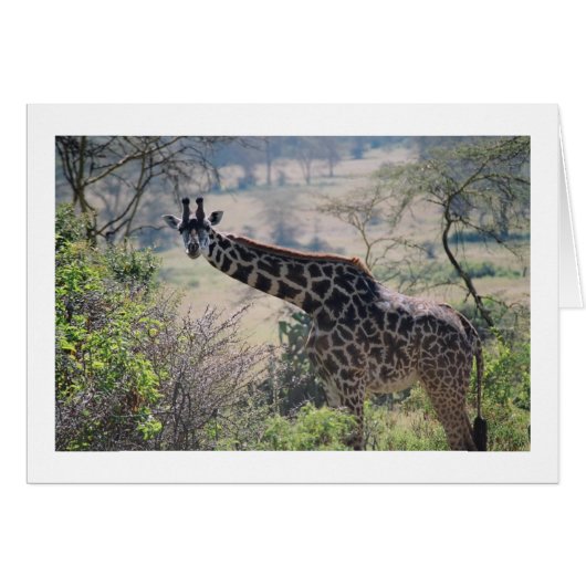 Giraffe with Extended Neck Cards (Front Horizontal)