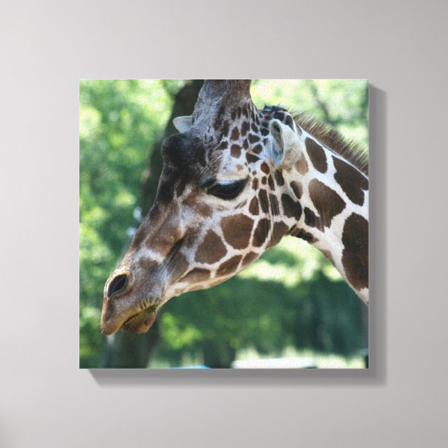 Giraffe Wrapped Canvas Print (Front)