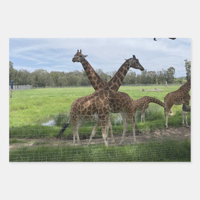 Giraffe - Wrapping Paper (Front)
