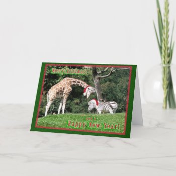 Giraffe Zebra Christmas Holiday Card by hawkysmom at Zazzle