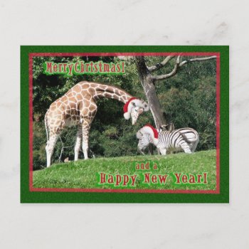 Giraffe Zebra Christmas Holiday Postcard by hawkysmom at Zazzle