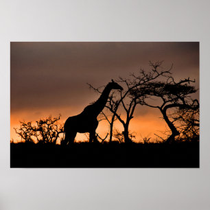 Giraffe Zulu Nyala Game Reserve South Africa Poster