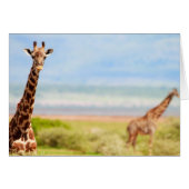 Giraffes (Front Horizontal)