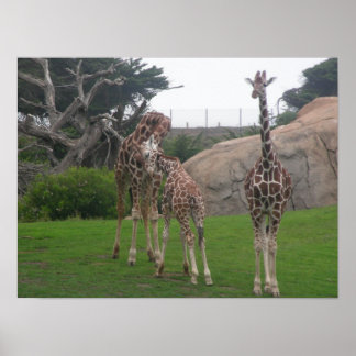 giraffes 006 canvas poster