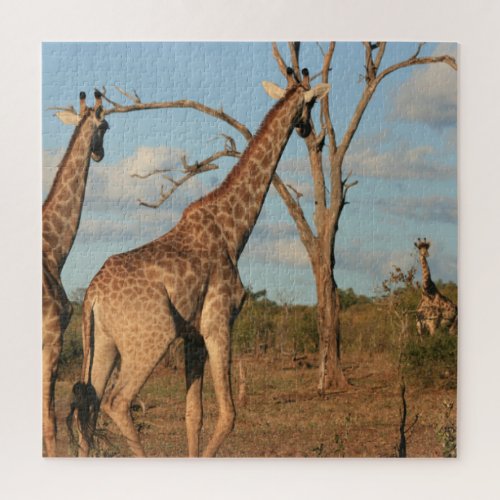 Giraffes 20 x 20 Jigsaw Puzzle