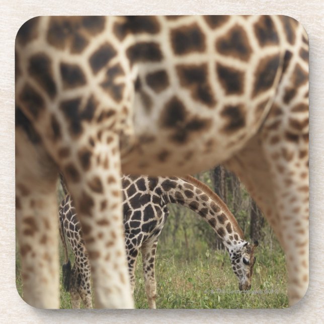 Giraffes 2 coaster (Front)