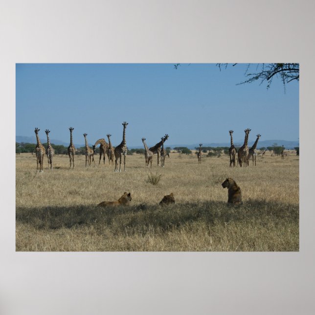 Giraffes and Lions Poster (Front)