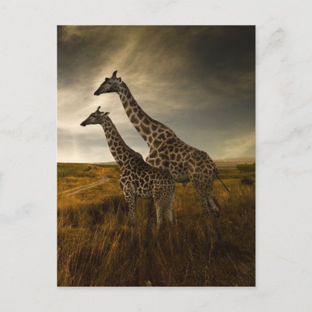 Giraffes and The Landscape Postcard (Front)