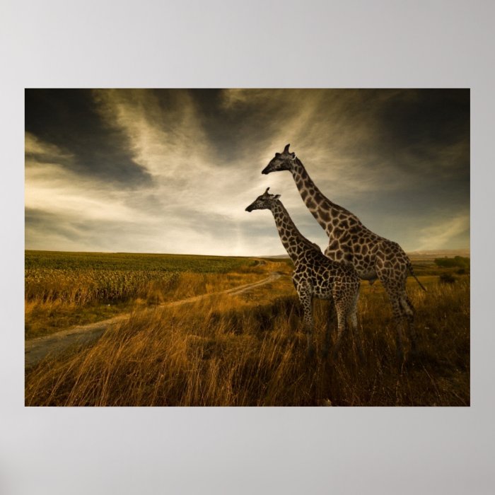 Giraffes and The Landscape Posters