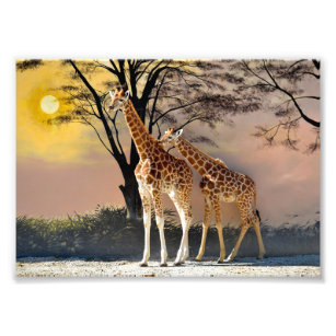 Giraffes and trees photo print