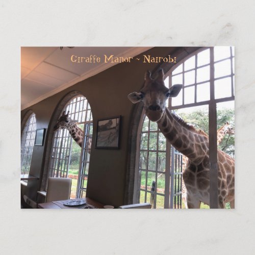 Giraffes at Giraffe Manor in Nairobi Postcard
