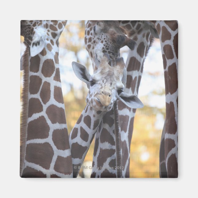 Giraffes at Tama Zoo, Tama Zoo, Tokyo Magnet (Front)