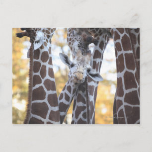 Giraffes at Tama Zoo, Tama Zoo, Tokyo Postcard