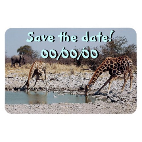 Giraffes at the Watering Hole Magnet