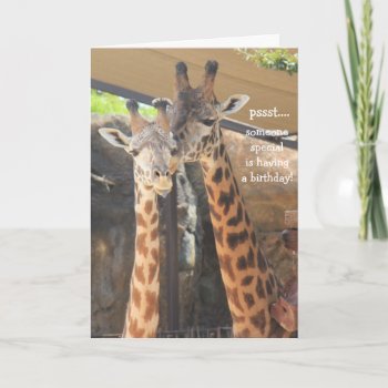Giraffes Birthday Card For Someone Special by PicturesByDesign at Zazzle